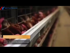 cage feeding for layers, poultry house