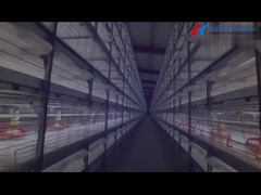 Broiler Cage Feeding