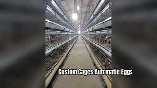 Custom Layer Cages Automatic Egg Collection