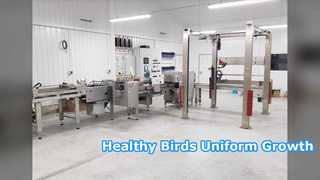 Breeder Cage: Healthier Birds Uniform Growth